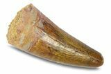 Cretaceous Fossil Crocodylomorph Tooth - Morocco #292234-1